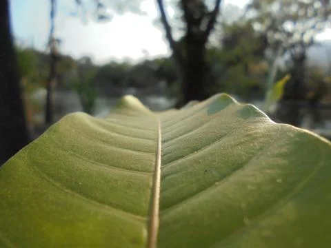 Patterns on leaves Stock Photos