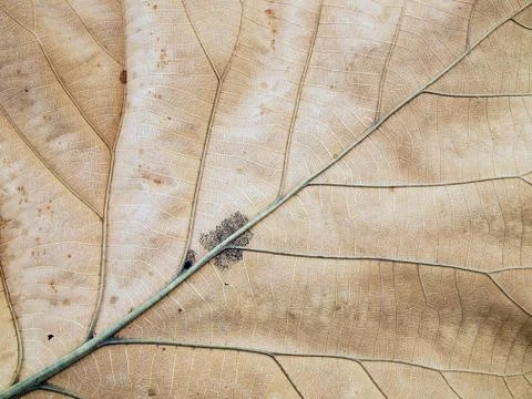 Patterns on the leaves shriveled Stock Photos