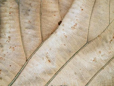 Patterns on the leaves shriveled Stock Photos
