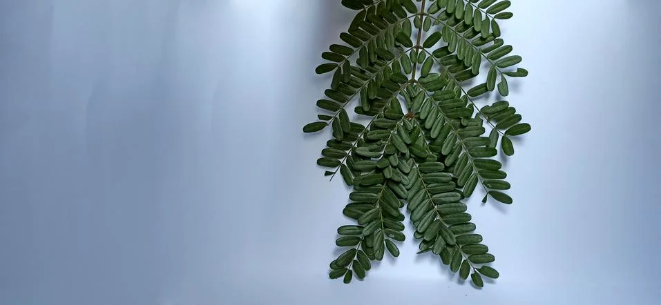 Patterns on leaves (  Texture on leaf ) Stock Photos