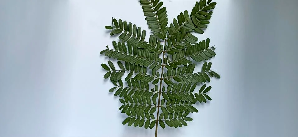 Patterns on leaves (  Texture on leaf ) Stock Photos