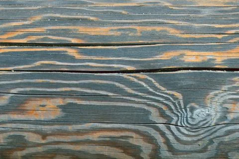 Patterns on a log. Beautiful wooden background. Stock Photos