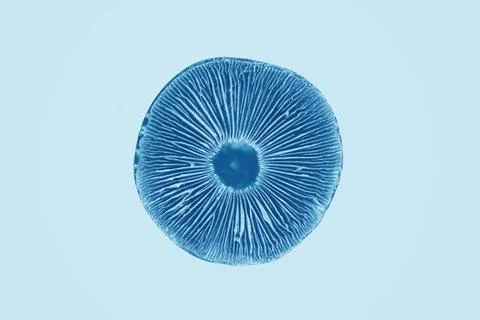 Patterns on a magic mushroom. Magic mushroom sponge. Hallucinogenic psyche... Stock Photos