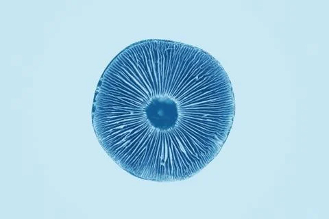 Patterns on a magic mushroom. Stock Photos