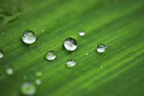 Patterns by the nature/ Closeup of rainy drops at green leaf Fotos de archivo