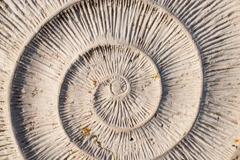 Patterns in nature. Spiral in shell. Background. Stock Photos