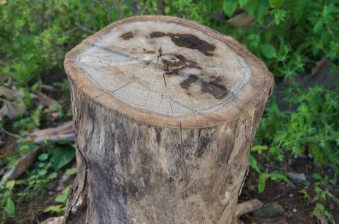 Patterns of old and dry stumps Stock Photos