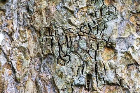 Patterns in Old Tree Bark, Closeup, Macro, Background, Texture Foto stock