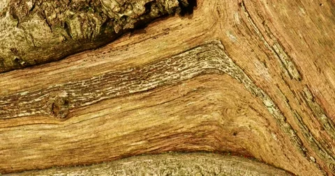 Patterns on  an old tree stump in dawn light, Ambleside, Lake District, UK. 스톡 동영상 240297176
