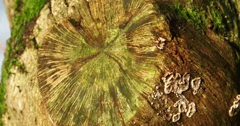 Patterns on  an old tree stump in dawn light, Ambleside, Lake District, UK. 스톡 동영상 240297214