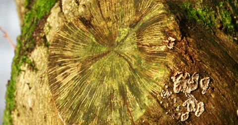 Patterns on  an old tree stump in dawn light, Ambleside, Lake District, UK. 스톡 동영상 240297221