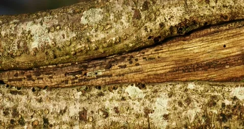 Patterns on  an old tree stump in dawn light, Ambleside, Lake District, UK. 스톡 동영상 240297305
