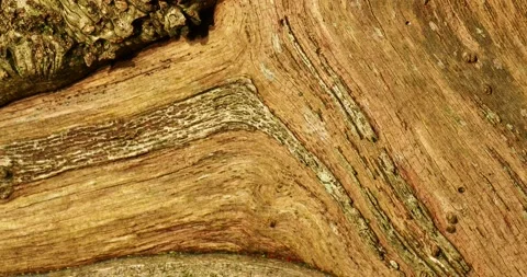 Patterns on  an old tree stump in dawn light, Ambleside, Lake District, UK. 스톡 동영상 240297385