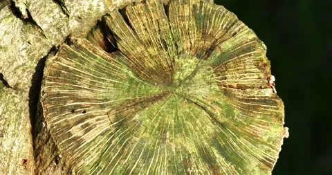 Patterns on  an old tree stump in dawn light, Ambleside, Lake District, UK. 스톡 동영상 240297416