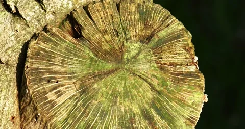 Patterns on  an old tree stump in dawn light, Ambleside, Lake District, UK. 스톡 동영상 240297463