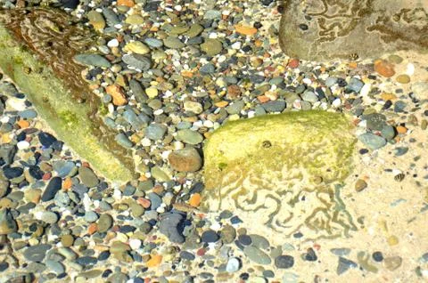 Patterns in a rockpool made from moving periwinkles. Stock Photos