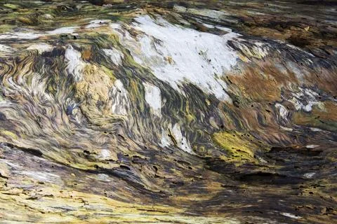 Patterns in a rotting tree trunk. Stock Photos