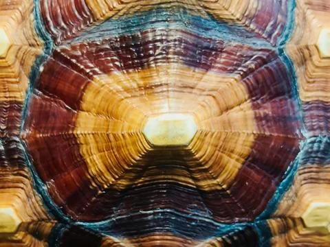 Patterns on the shell of a land tortoise. Cute tortoise, Sulcata tortoise, .. Stock Photos