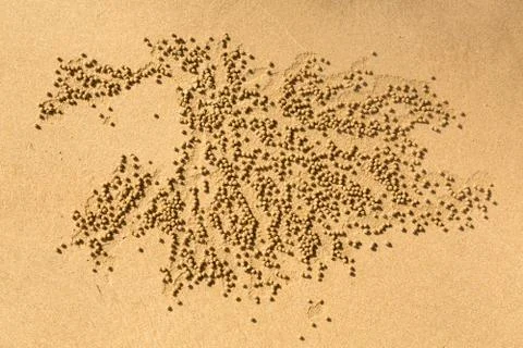 Patterns of small sand balls by sand bubbler crab Stock Photos