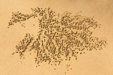 Patterns of small sand balls by Sand bubbler crab Pattern on beach in New ... Stock Photos