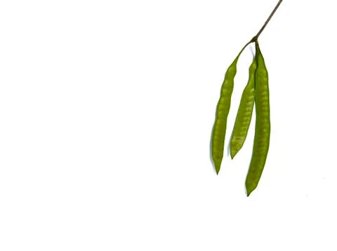 Patterns on the surface of the Leucaena leucocephala Stock Photos