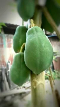 Patterns on the surface of the papaya Stock Photos