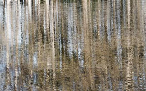Patterns on the surface of water reflecting a line of cypress trees Stock Photos