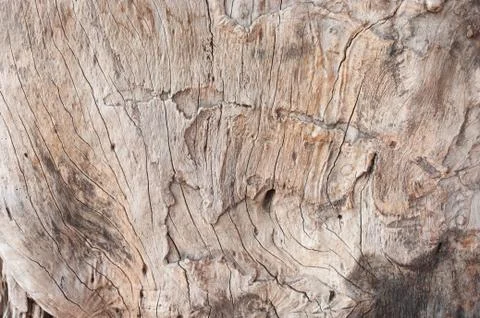 Patterns of tree skin Stock Photos