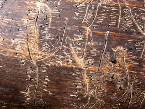 Patterns of various shapes on wood, left by the bark beetle. The tree was eat Stock Photos