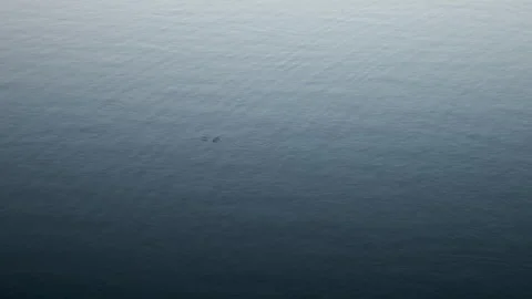 Patterns on the Water Surface Created by a Breeze, Water Striders, and Fish Fins Vídeo Stock 335194671