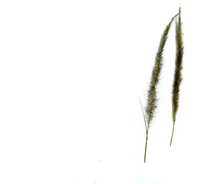 Patterns on white grass flowers Stock Photos
