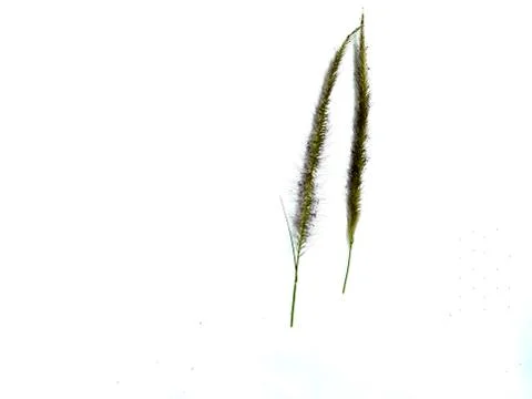 Patterns on white grass flowers Stock Photos