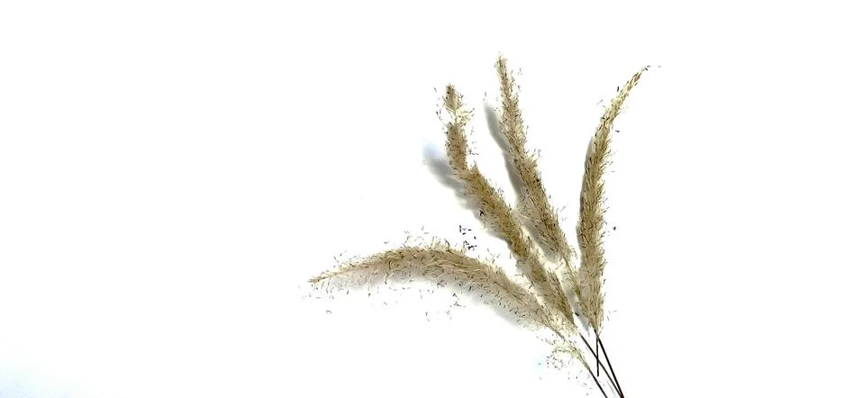 Patterns on white grass flowers Stock Photos