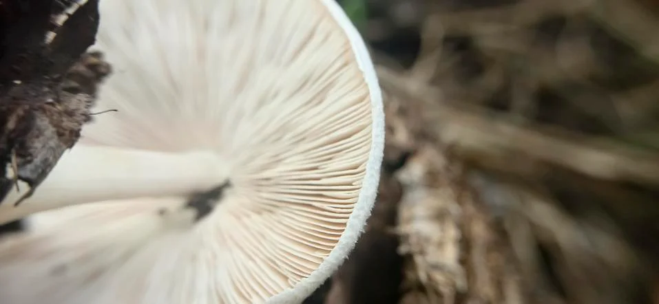 Patterns on white mushrooms (  Surface ) Stock Photos