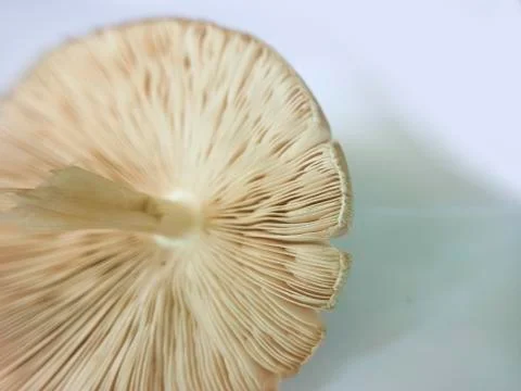 Patterns on white mushrooms (  Surface ) Stock Photos
