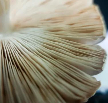 Patterns on white mushrooms (  Surface ) Stock Photos