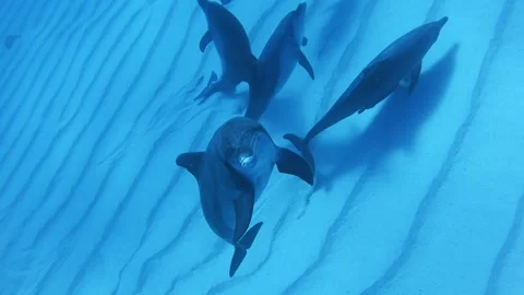 Patterns of White Sand and Dolphins / Waters Around the Southern Islands Stock Footage 332856067