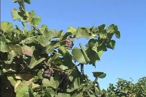 Patterns Zooms in on grape Stock Footage 466213