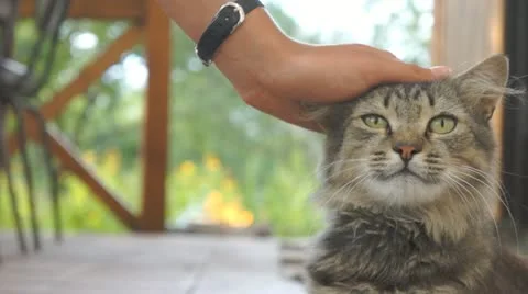 Patting cat Stock Footage 11359655