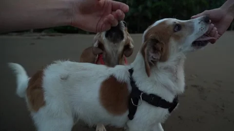 Patting two dogs on the beach Stock Footage 243781366