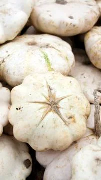 Pattypan or white squash Stock Photos