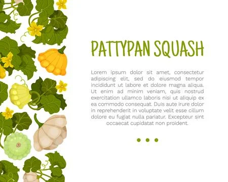 Pattypan Squash Design with Shallow Shape Vegetable with Scalloped Edges Vector Stock Illustration