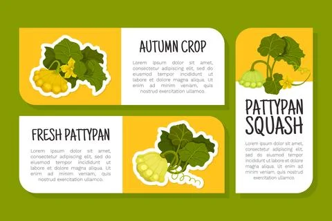 Pattypan Squash Label Design with Scalloped Vegetable Vector Template Stock Illustration