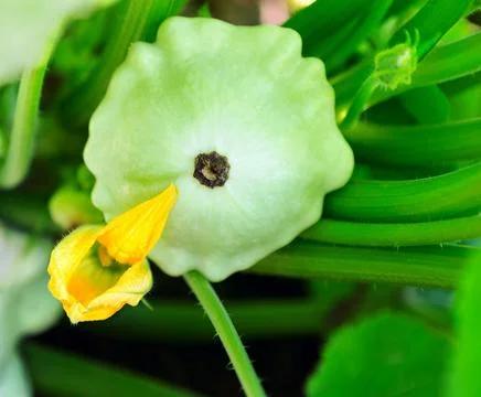 Pattypan squash or Button Squash plant. Pattypan squash flower. Stock Photos