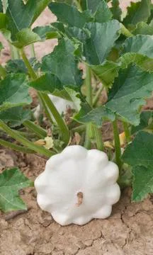 Pattypan White Squash Stock Photos