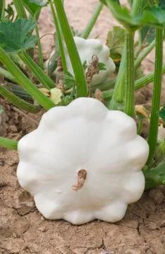 Pattypan White Squash Foto stock