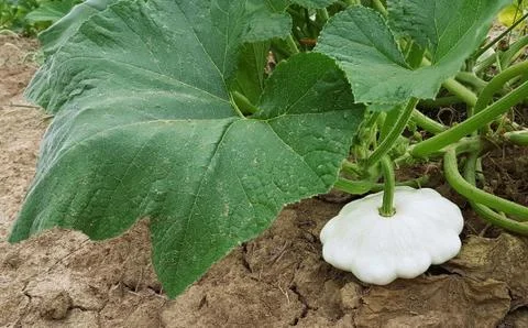 Pattypan White Squash Stock Photos