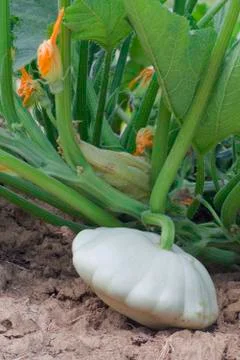 Pattypan White Squash Stock Photos