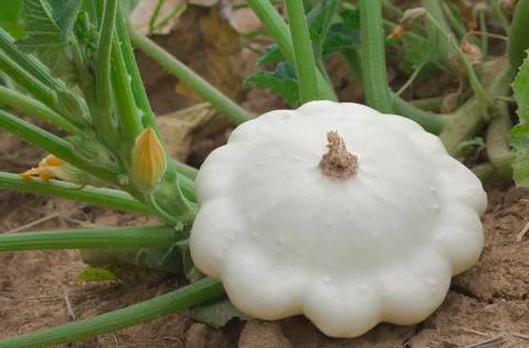 Pattypan White Squash Stock Photos