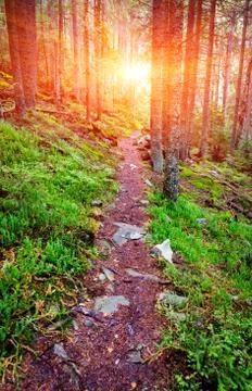 Patway in deep forest Stock Photos